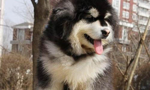 白色大型犬有哪些品種圖片