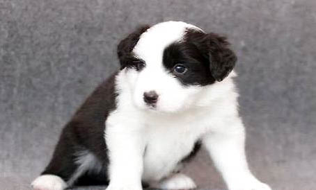 幼犬多久可以驅蟲