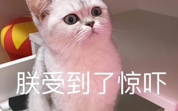 10天小貓沒媽媽怎么養