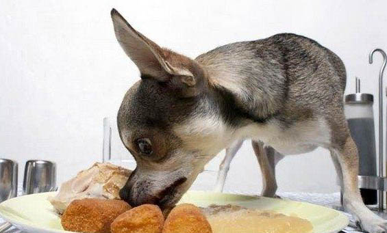 狗狗益生菌在哪買