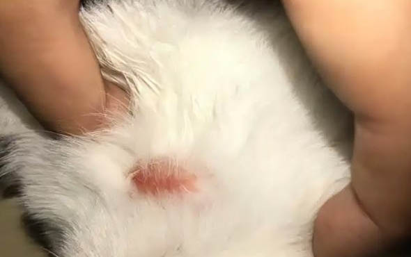 為什么小貓咪很愛叫喚呢