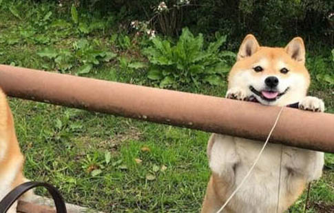 遛狗如何讓狗快速拉屎