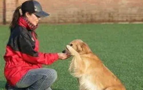 狗狗的拉繩如何戴