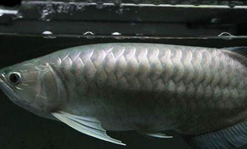 立春后釣魚釣深水還是淺水