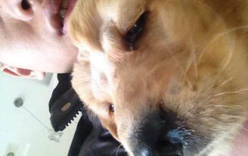 狗狗能不能喝酸奶和牛奶