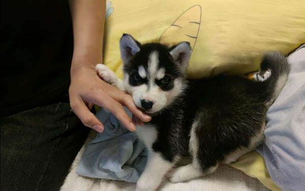 狗狗小便處有膿