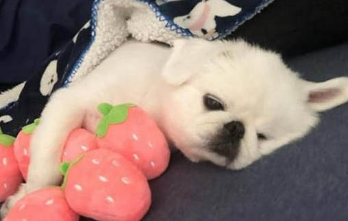 狗狗得犬瘟有哪些癥狀表現