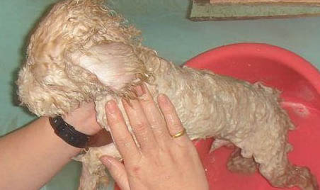 一般貴賓犬要多少錢一只