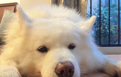 分開多久狗狗最想主人?