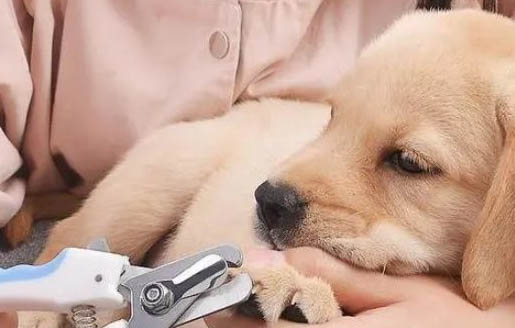 狗狗會來月經么