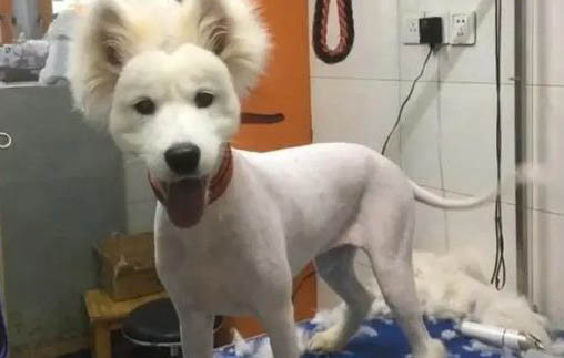 狗狗可以吃貓糧嗎