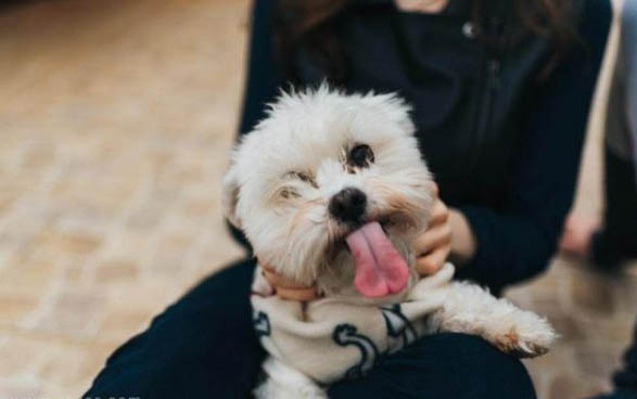 狗狗每年打疫苗