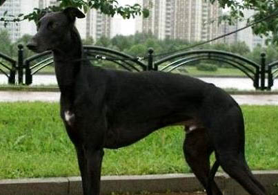 格力犬如何訓練收腰快