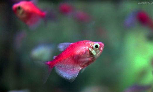 熱帶魚缸水渾濁怎么處理
