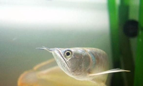 龍魚跳缸原因
