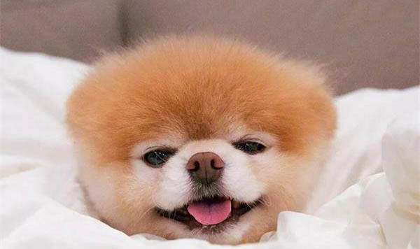 為什么狗狗不會長痱子