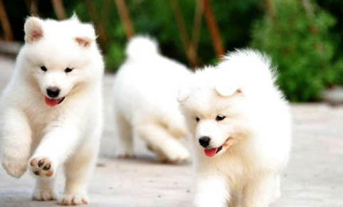 北京薩摩耶犬多少錢