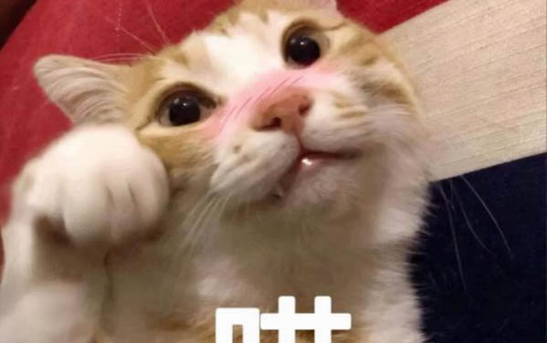 小貓為什么腳