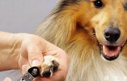 狗前腿抖8歲