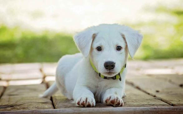 狗狗細小死前征兆有哪些