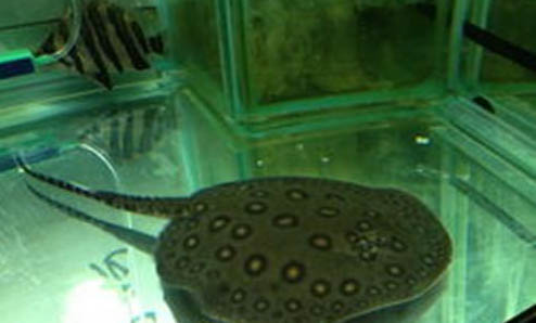 養魚水渾濁了怎么辦