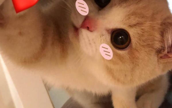 貓咪多大開始掉毛,如何減輕貓咪掉毛