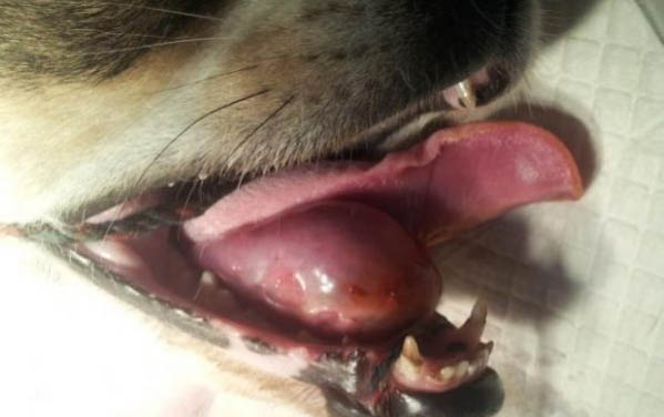 適合家養不掉毛的狗狗排名
