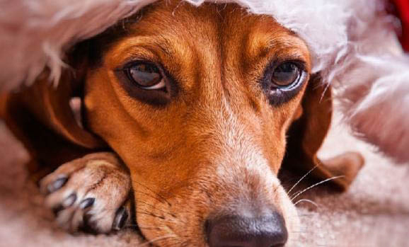 狗狗得了犬窩咳會死嗎