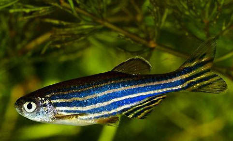 斑馬魚死亡前兆?
