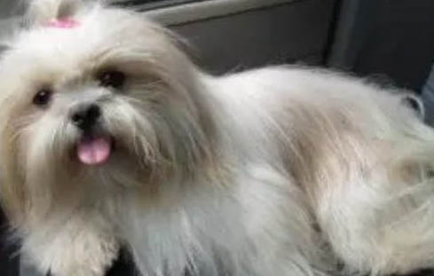 西施犬多久需要換毛