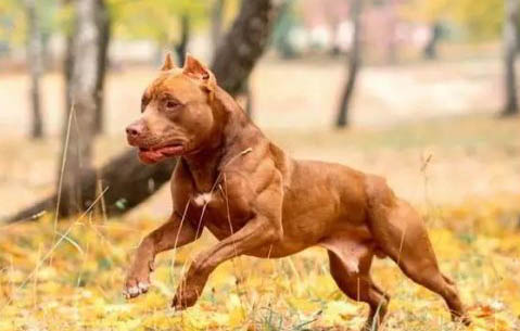 比特犬對主人怎么樣