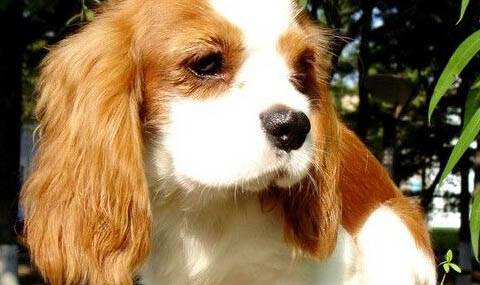 西班牙小獵犬突然不愛吃東西的原因是什么