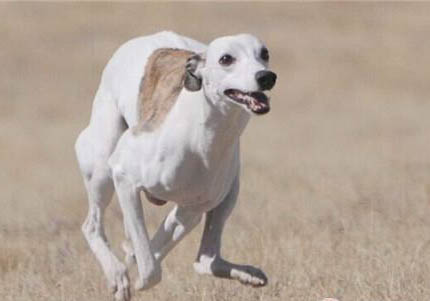 比特犬如何喂養長得壯