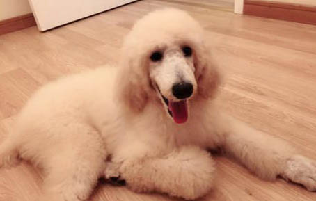 狗要多久懷孕了