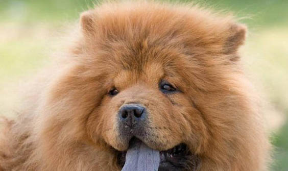 松獅犬生產后惡露多久排干凈