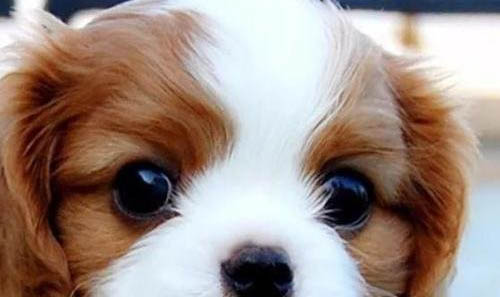 騎士查理王小獵犬太興奮怎么訓練