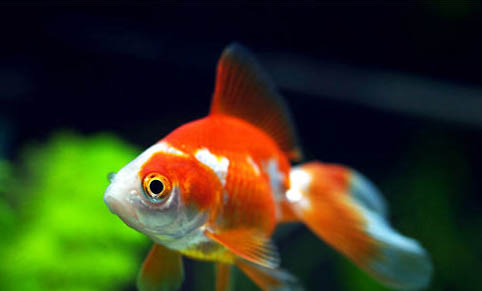 金魚(yú)和什么魚(yú)能一起混養(yǎng)