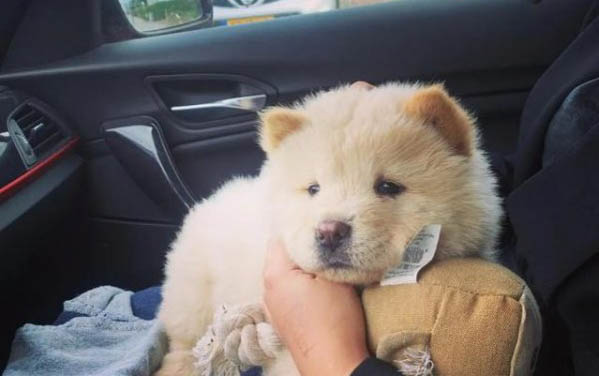 松獅犬價格如何