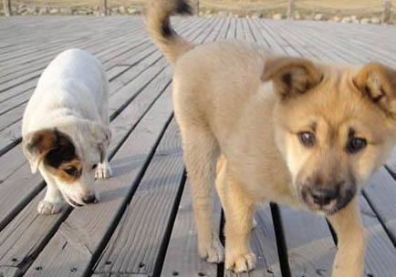 狗得犬瘟多久可以痊愈