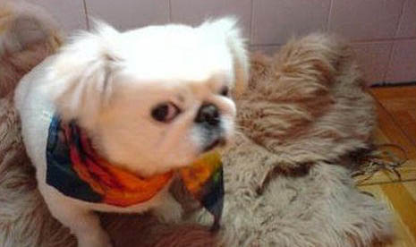 什么小型犬聰明