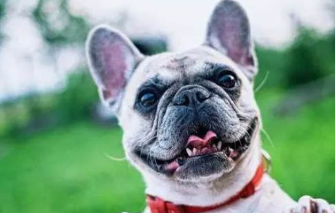 法國斗牛犬怎么樣驅蟲?