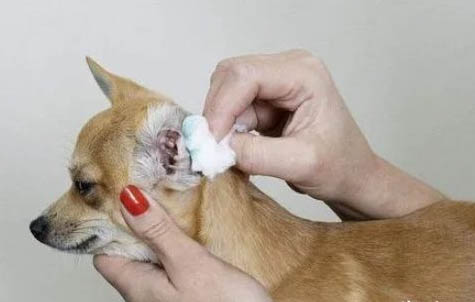 狗狗脫毛嚴重是皮膚病嗎