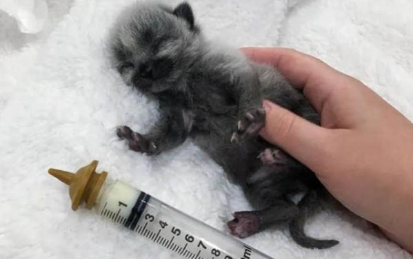 小貓一次可以吃多少雞肝