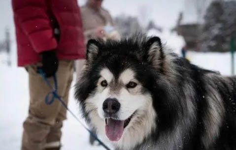 阿拉斯加犬如何認(rèn)主人