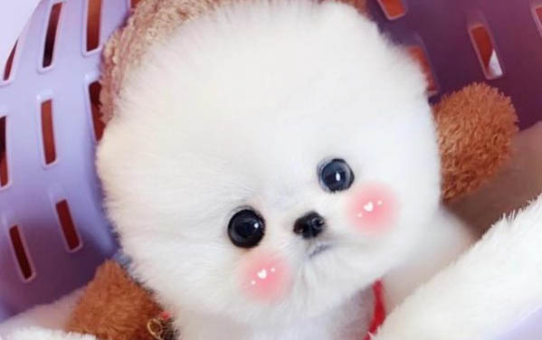 幼犬尿黃的原因及處理方法