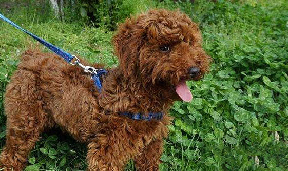 貴賓犬如何訓練