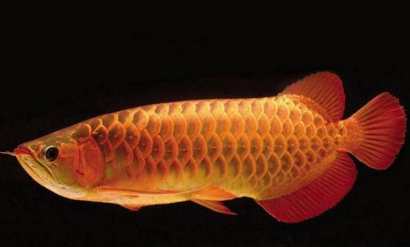 金龍魚多久能長大