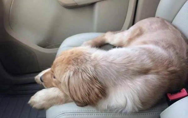 幼狗狗多大能洗澡呢