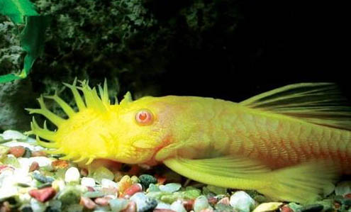 常見的冷水觀賞魚有哪些