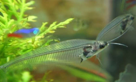 玻璃貓魚吃蝦嗎？